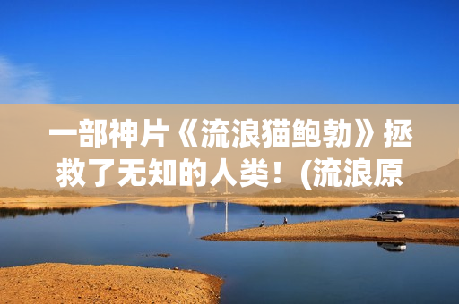一部神片《流浪猫鲍勃》拯救了无知的人类！(流浪原版)