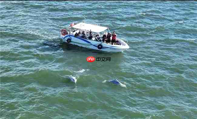 从参与到守护：镜头定格粉红色海豚，从全民寻“豚”到全民护“豚”