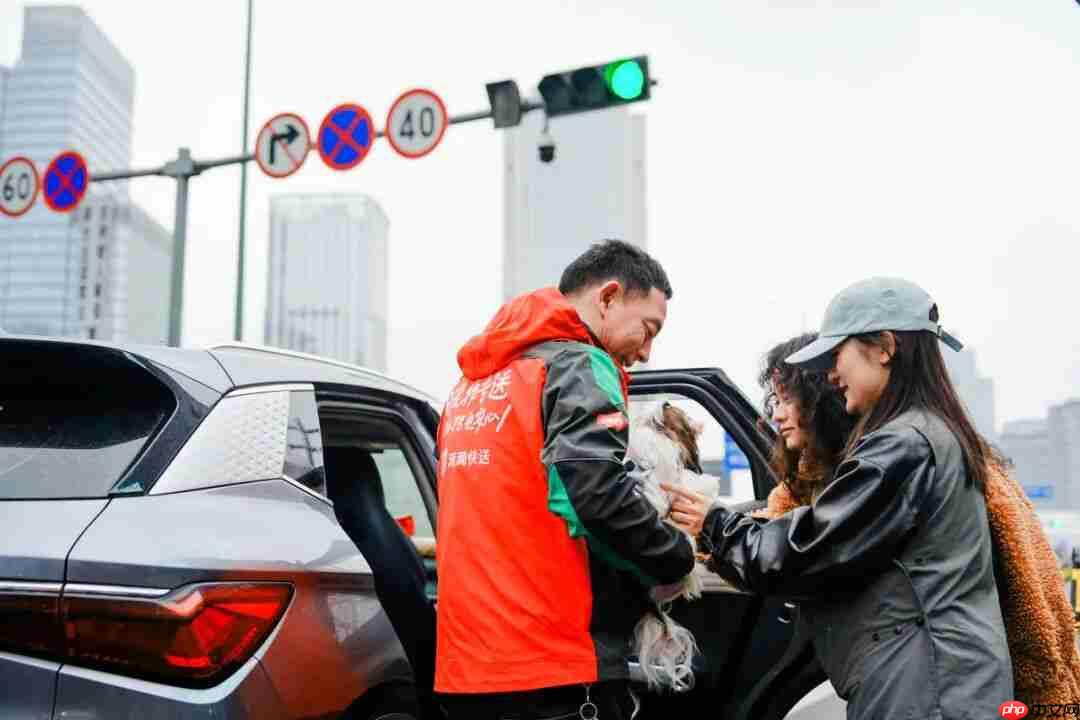 滴滴上线“宠物服务”,涵盖出行、上门喂遛和洗护等