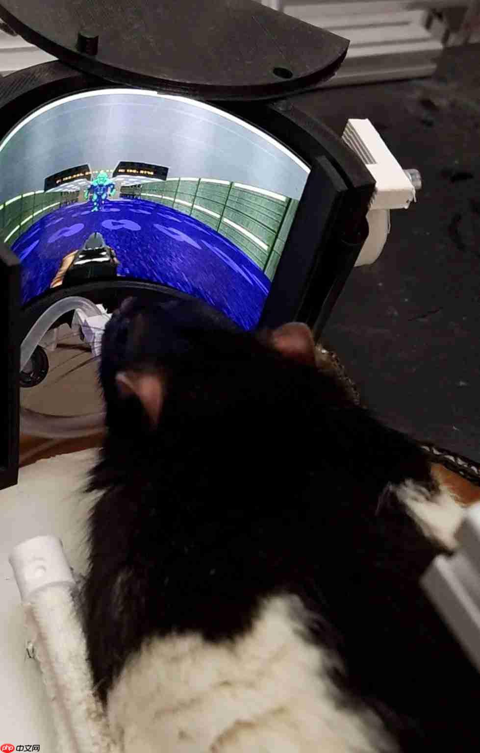 鼠鼠也是会玩电子游戏了! 工程师用VR设备教会大鼠游玩《毁灭战士》