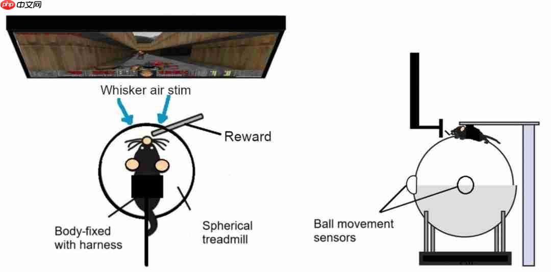 鼠鼠也是会玩电子游戏了! 工程师用VR设备教会大鼠游玩《毁灭战士》