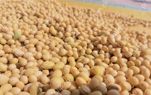 大豆新用途:清华团队成功研发出环保型固态电池电解质,安全且环保 - php中文网