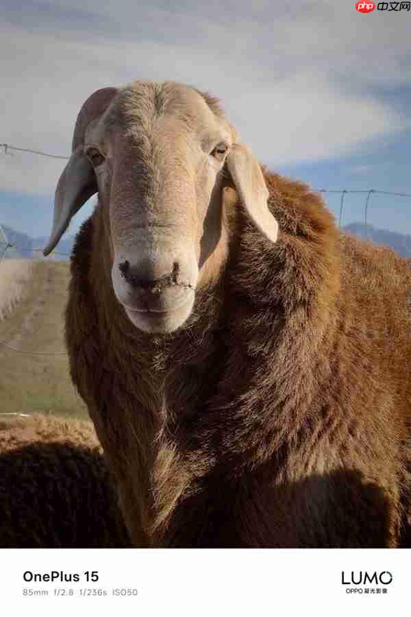 一加哈苏合作结束:一加15首次搭载OPPO LUMO凝光影像