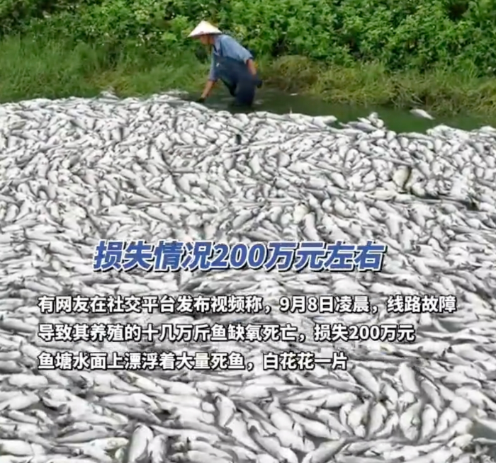 广西一水产公司大量鱼类死亡:十几万斤鱼死亡白花花铺满鱼塘 - php中文网