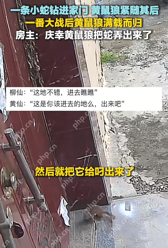 现实版“动物世界”：小蛇钻入家中黄鼠狼紧随将其叼出 - php中文网