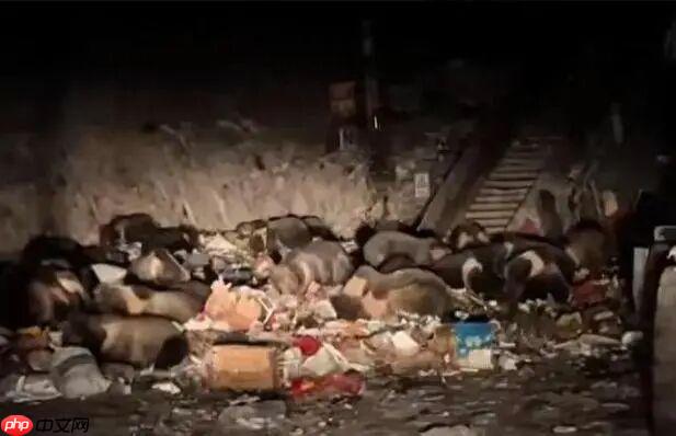 熊出没现实版！西藏一垃圾站30多只熊集体觅食 - php中文网