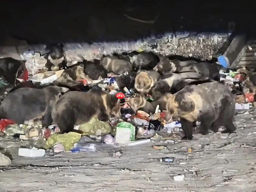 熊出没现实版！西藏一垃圾站30多只熊集体觅食 - php中文网