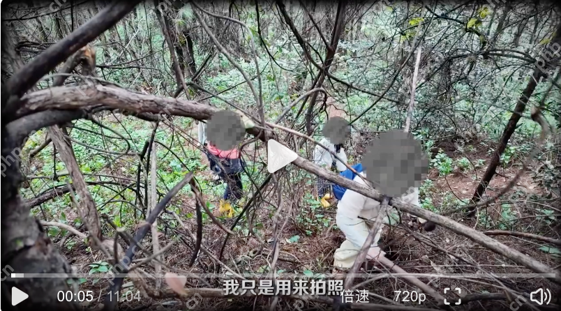 采蘑菇打野爆筐乱象是怎么回事?详情介绍 - php中文网