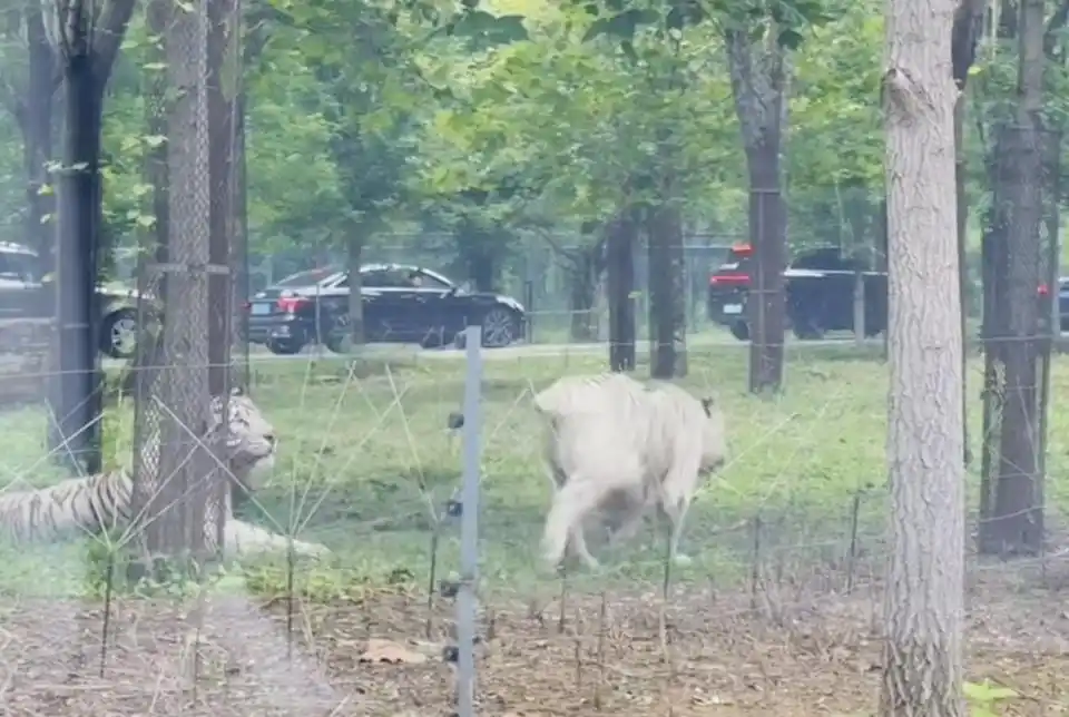 两车在秦皇岛野生动物园猛兽区发生剐蹭,多名游客下车当着老虎面吵架 - php中文网