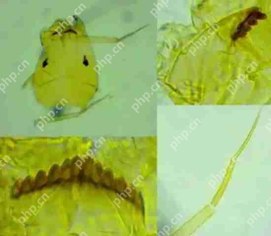 打开了生态盲盒!上海发现了神秘生物!中国从未记录