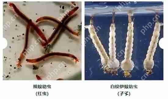 打开了生态盲盒!上海发现了神秘生物!中国从未记录