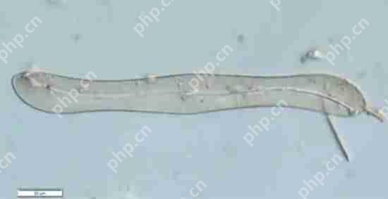 打开了生态盲盒!上海发现了神秘生物!中国从未记录