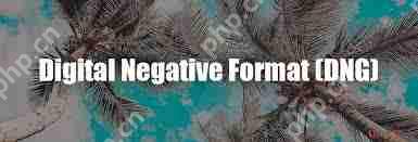 手机怎么查看DNG格式图片_手机怎样打开DNG格式图片教程