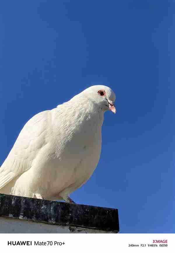 建议友商跟进!华为Mate 70 Pro+红枫影像实拍测试